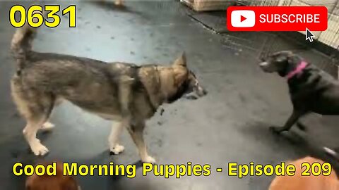 [0631] GOOD MORNING PUPPIES - EPISODE 209 [#dogs #doggos #doggies #puppies #dogdaycare]