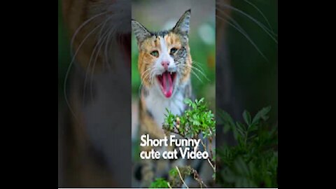 Funny & cute cat Short Video | Try not to laugh