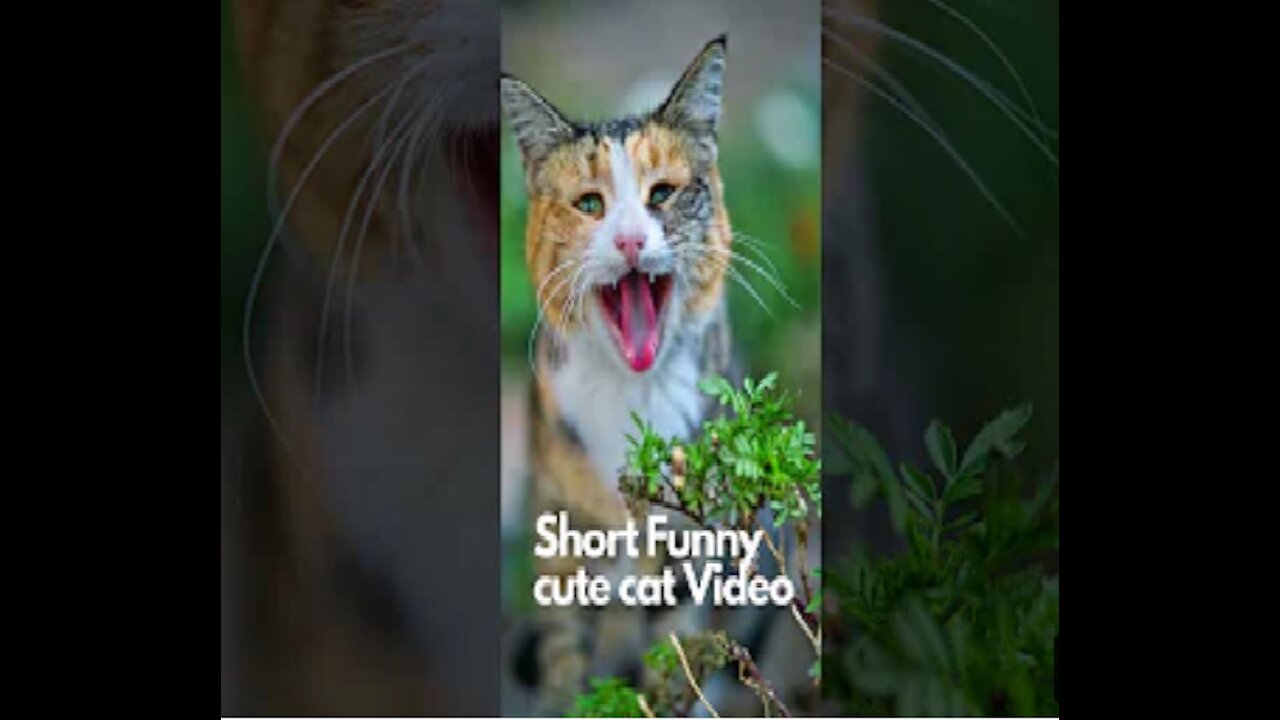 Funny & cute cat Short Video | Try not to laugh