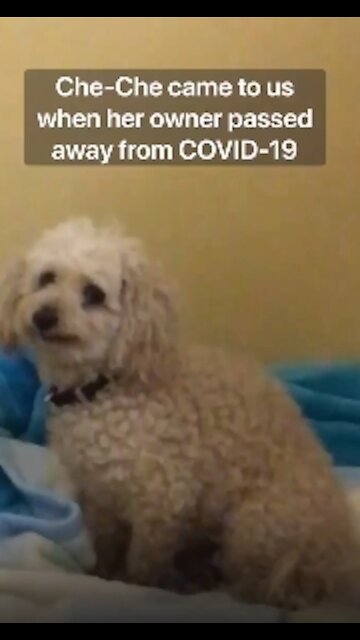 "Los niños lloraban al despedirse" – Entregan a un refugio a la perrita que perdió a sus dueños