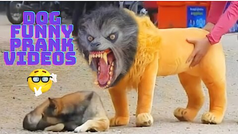 DOG FUNNY PRANK FAKE LION TIGER TROLL DOGS