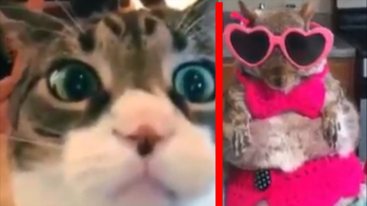 Try Not To Laugh Watching Funny Animals Videos | Funniest Animals