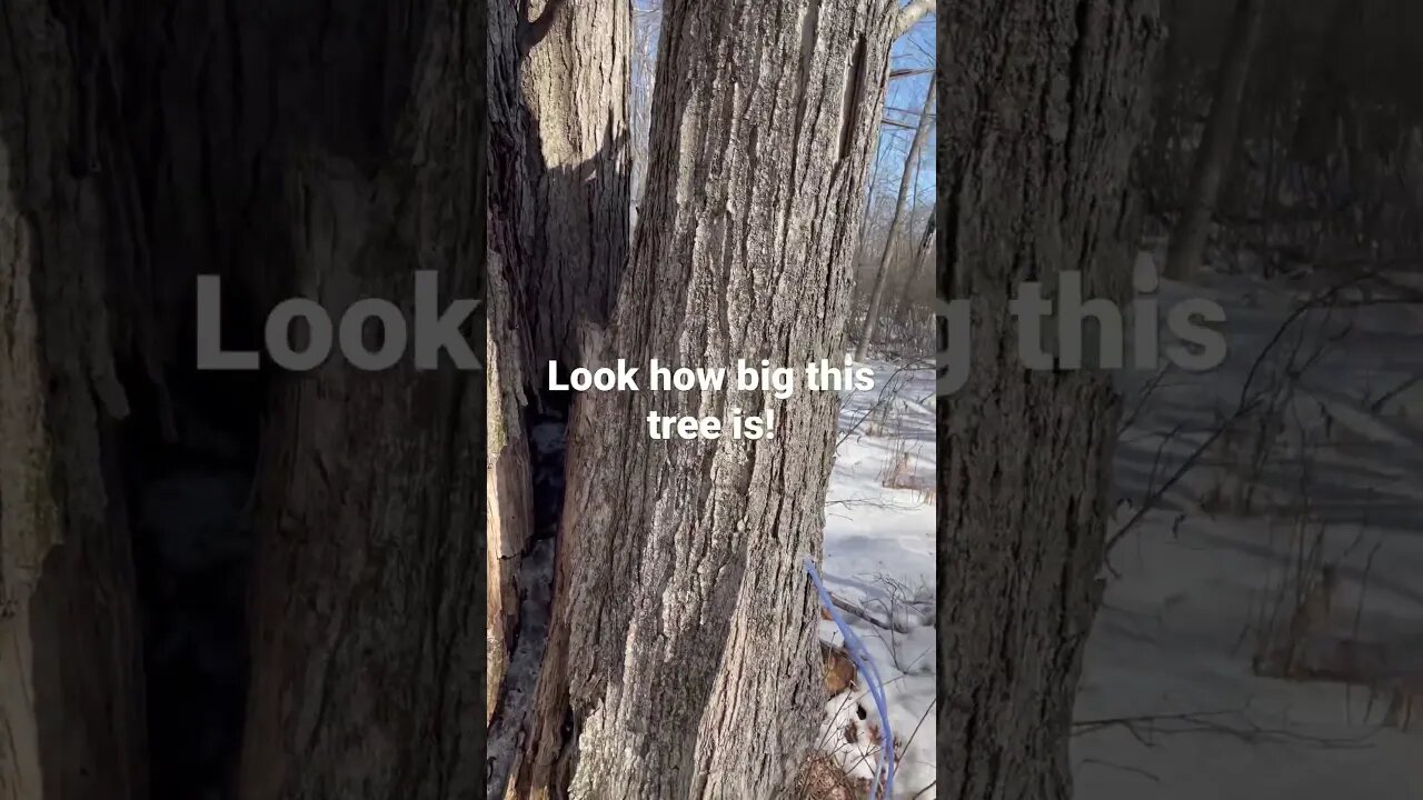 Here’s the sap produced in 24 hours from a big maple #shorts #maplesyrup