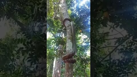 Amazing python climbing a huge tree