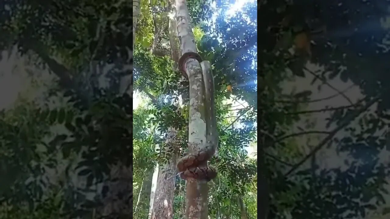 Amazing python climbing a huge tree