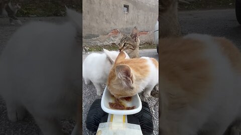 Cat feeding at rc car.