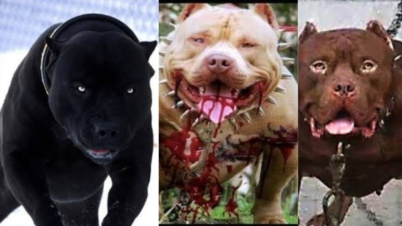 ๐ฑ๐ฑ amazing animals!! ๐cute dogs video !๐cute cat's funny dog and cats video๐๐
