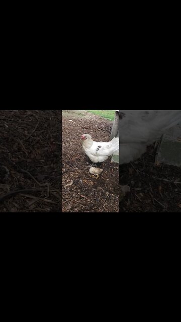 Dottie And Baby Chick #chickens #chickenshorts
