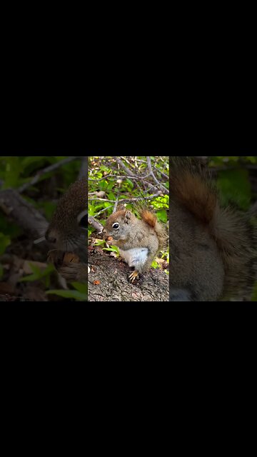 Baby Squirrel Sounds while Happily Eating