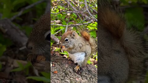 Baby Squirrel Sounds while Happily Eating