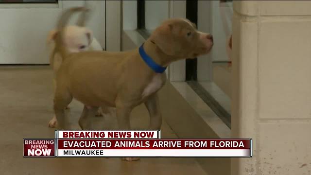 Evacuated animals arrive from Florida to Wisconsin