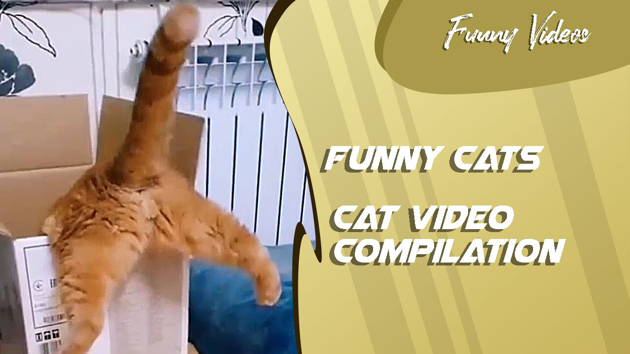 Funny Videos | Cat Video Compilation 😻 Funny Cats