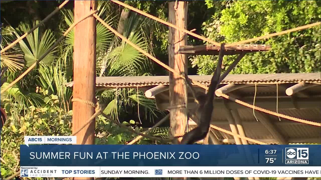 Cruise the Zoo is back at Phoenix Zoo this summer