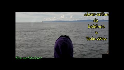 Observation de baleines à Tadoussac