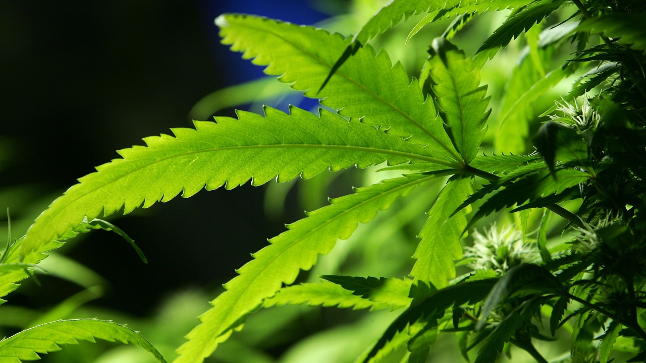 Los Angeles County To Dismiss Nearly 66,000 Marijuana Convictions