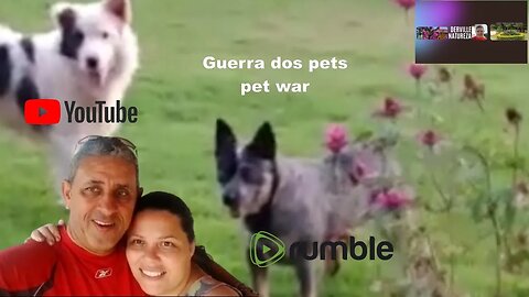 "GUERRA" DOS BICHOS - - "WAR" OF THE ANIMALS