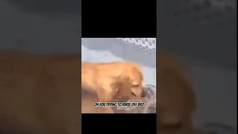 Dog helps owner rinse off #zoobox #funny #nonsense #dog