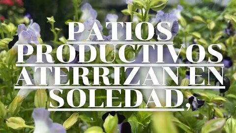 Patios Productivos aterrizan en Soledad, ¿sabe cuánto ganan los beneficiados?