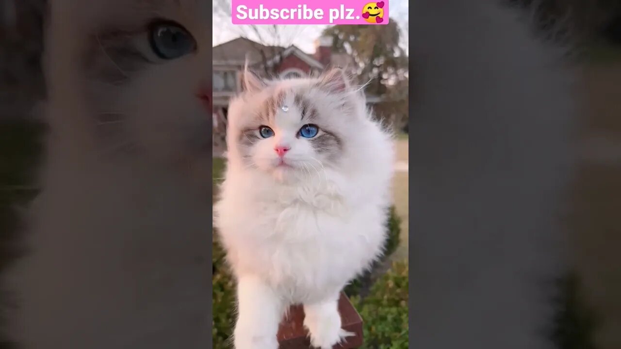 2023 So Cutest Cat! part- 13 🥰😽 || shorts video #shortsfeed #cat #youtubepets