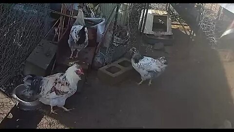 Farm cameras monitoring chickens