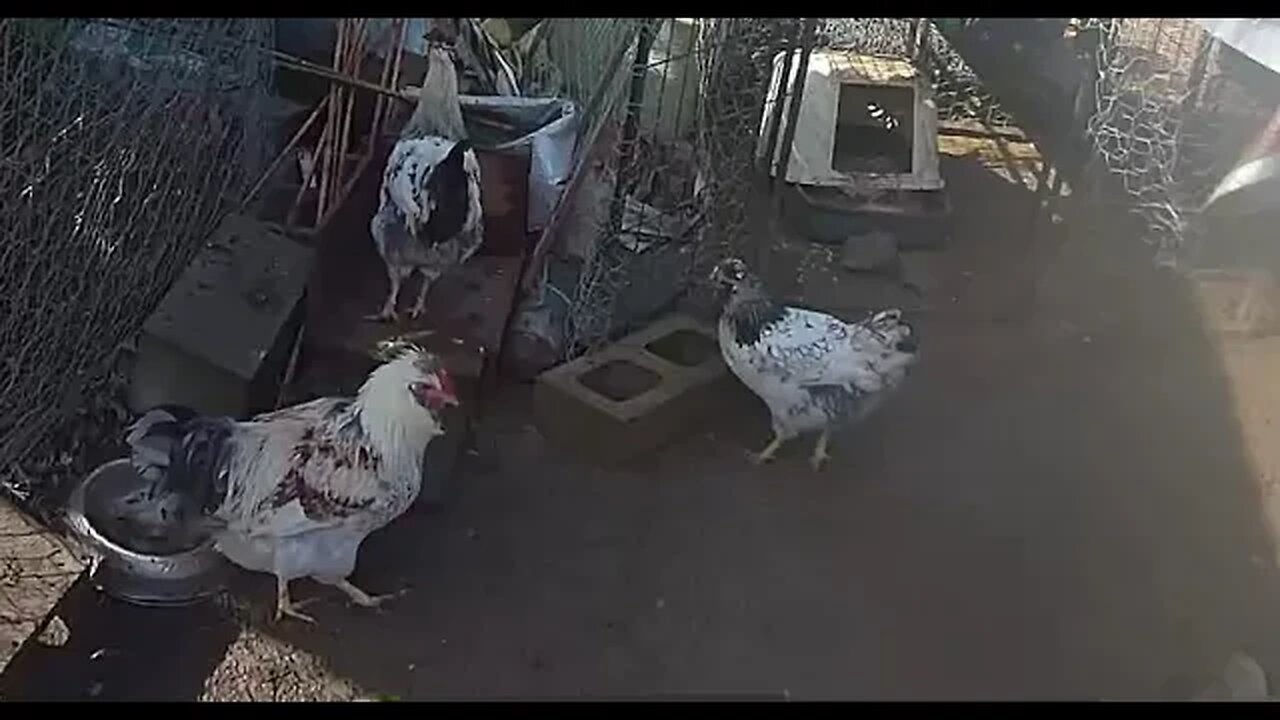 Farm cameras monitoring chickens