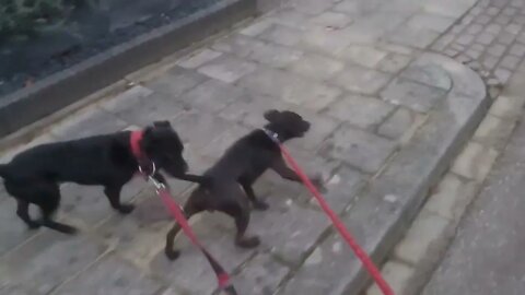 HONDEN UITLATEN handige uitrusting voor de honden en jezelf