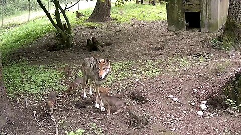 Five Endangered Red Wolf Pups 'Thriving' In Habitat At Zoo In Tacoma