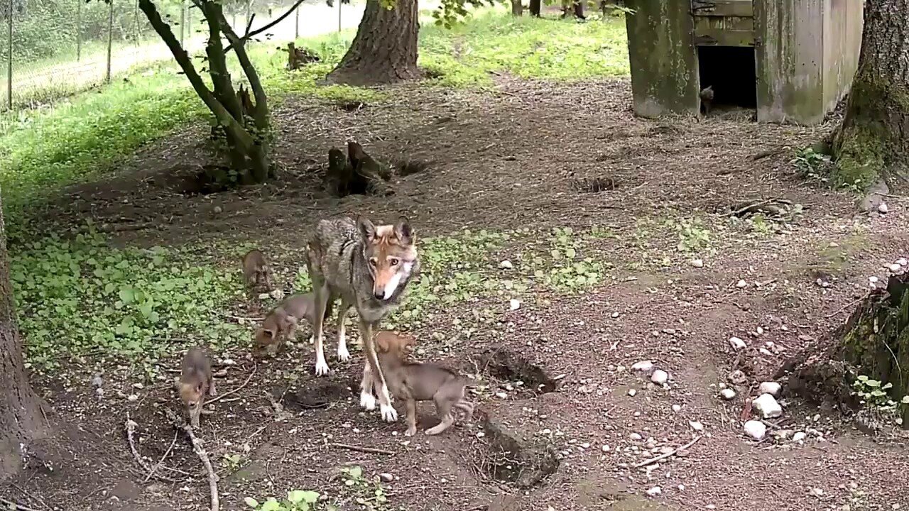 Five Endangered Red Wolf Pups 'Thriving' In Habitat At Zoo In Tacoma