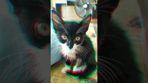 Gato Bartolomeu Tunico na televisão 🐱