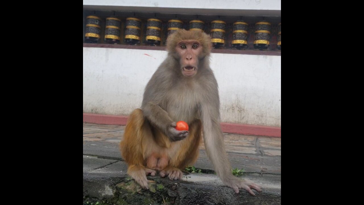 feeding speechless animal | Make it a habit to feed some of your earnings to hungry animals & humans