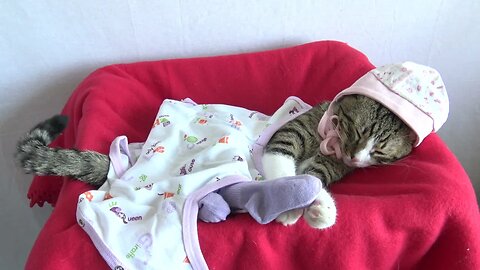 Baby Cat Loves to Wear Socks