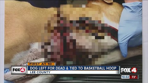 Man arrested for tying dog to basketball hoop for days in Lehigh Acres