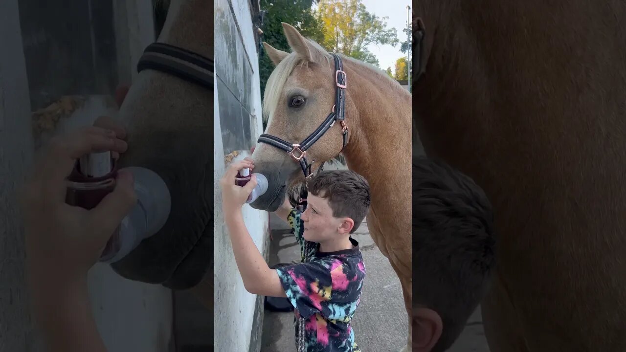 Blake taking care of amelia #horseriding #shortsfeed #youtubeshorts #equestrian #viral #fy #horse