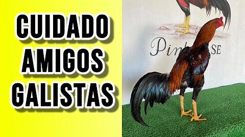 AVISO IMPORTANTE PARA OS AMIGOS G4LIST4S