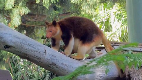 Tree Kangaroo Adorable Sleeping Climbing at Perth Zoo Australia