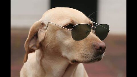 2021 Funny Dog Videos
