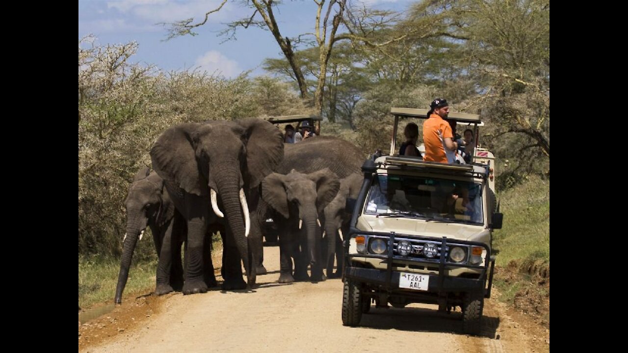 Amazing Africa Wildlife, Tanzania ( Part 1)