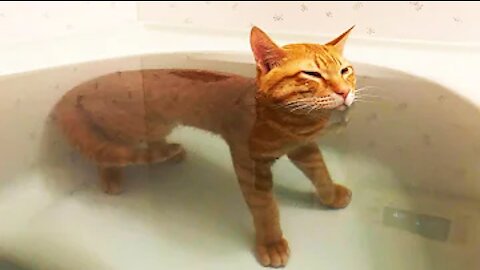 Cute Cats and Funny Animals Compilation 😹 Try Not To Laugh Challenge - Cute Cat 0003
