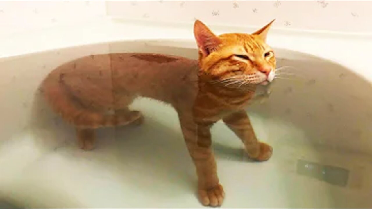 Cute Cats and Funny Animals Compilation 😹 Try Not To Laugh Challenge - Cute Cat 0003