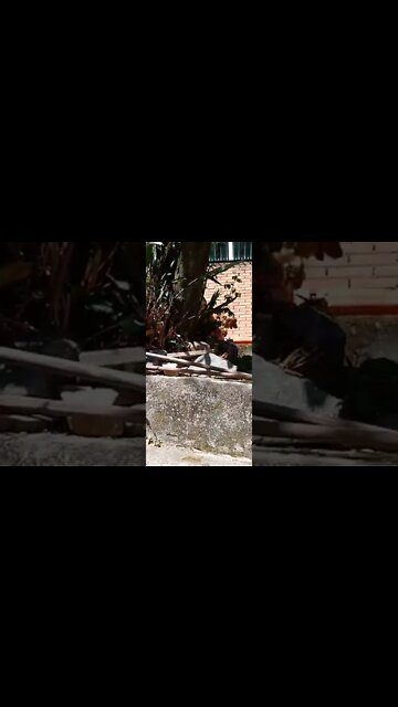 dogshow golden, shorts