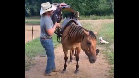 No Bridle Needed for Allie the Wonder Horse!