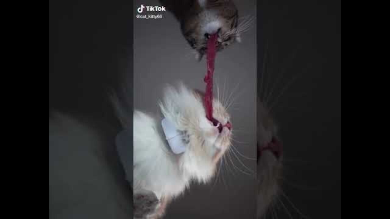 Lovely Cat, funny cats, funny cat videos 1568