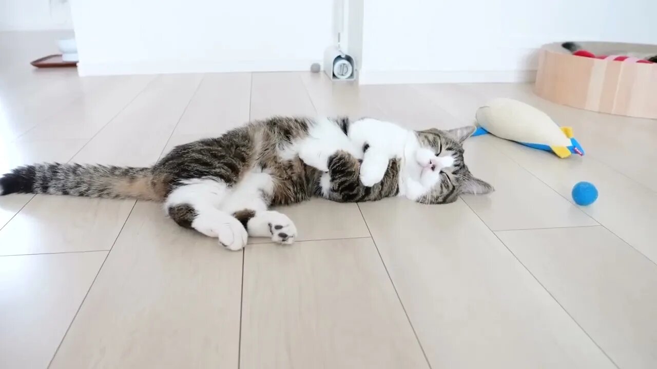 Kitten Kiki's reaction was too cute when I invited her to play with my new toy
