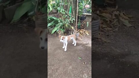 Little big puppy