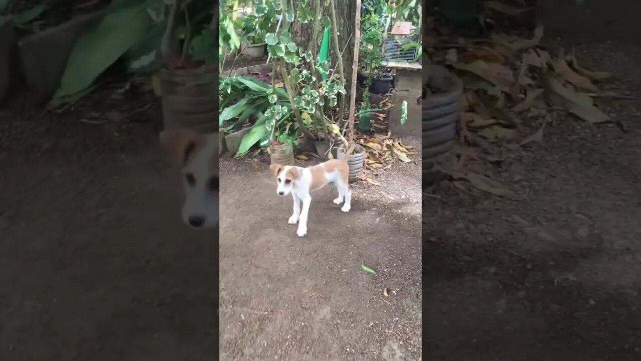 Little big puppy