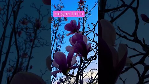Reminise #day50 #artprompt #magnolia #100dayproject2023 #artprompt #writingprompt #palettestories