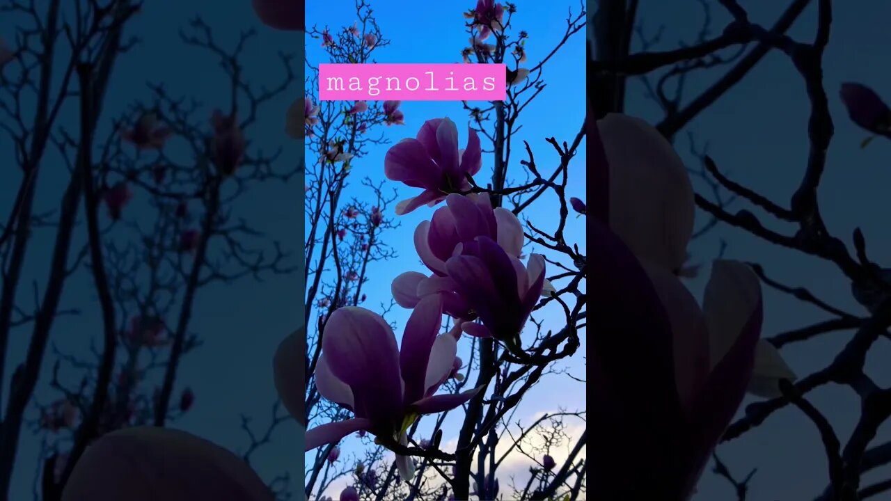 Reminise #day50 #artprompt #magnolia #100dayproject2023 #artprompt #writingprompt #palettestories