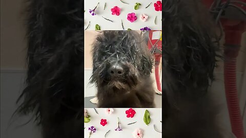 Puppy’s First Haircut!