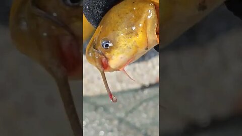 Caught a Yellow Bullhead for the Pond at the Farm 🌳 🚜
