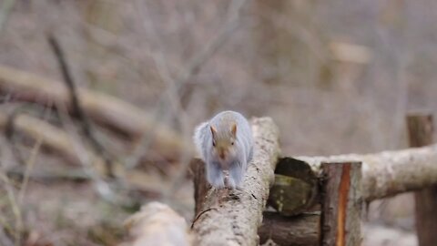 The secret life of Squirrels